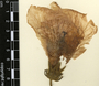 Hibiscus furcellatus Lam., Mexico, C. L. Smith 1029, F